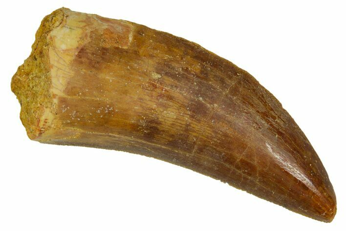 Serrated, Carcharodontosaurus Tooth - Real Dinosaur Tooth #372285